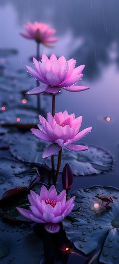 three pink water lilies floating on top of lily pads in a pond with raindrops