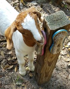 a brown and white goat standing next to a wooden post