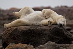 a polar bear laying on top of a rock