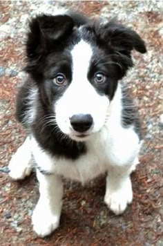 a small black and white dog sitting on the ground