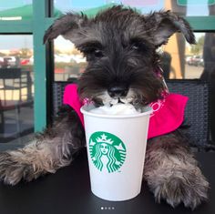 a dog sitting at a table with a starbucks cup in it's mouth and wearing a pink shirt