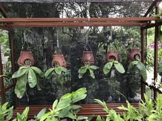 several hanging planters in a greenhouse filled with plants and greenery on the outside