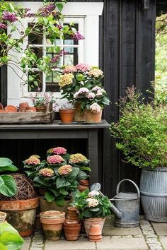 an iphone photo of potted plants on a porch