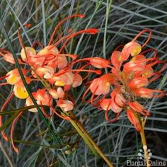 an orange flower is blooming in the grass