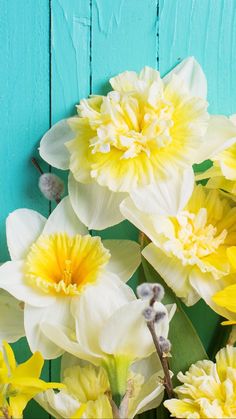 yellow and white flowers against a blue wooden background