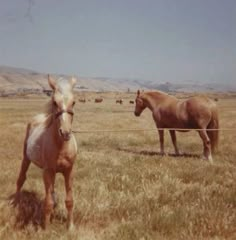 two brown horses standing on top of a dry grass field