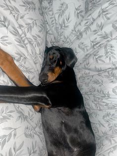 a black and brown dog laying on top of a bed