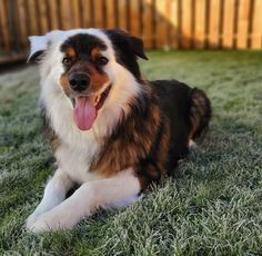 a dog laying in the grass with its tongue out