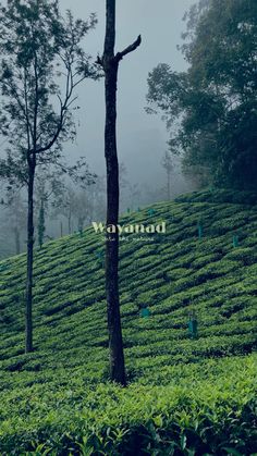 a lone tree stands in the middle of a tea plantation on a foggy day