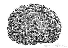 a black and white drawing of a brain