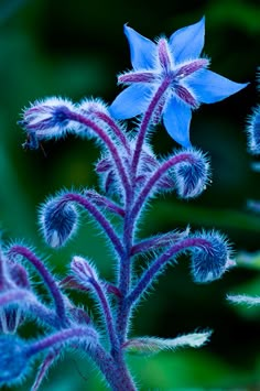 a blue flower with purple stems in the foreground