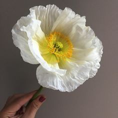 a hand holding a white flower with yellow stamen in it's center, on a gray background