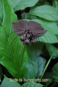 a close up of a purple flower in the middle of some green leaves and plants