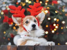 a dog with red reindeer antlers on its head sitting in front of a christmas tree