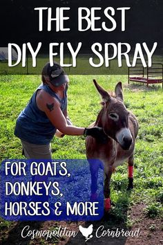 the best diy fly spray for goats, donkeys, horses and more is available