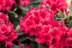 red flowers with green leaves and water droplets on them