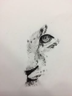 a pencil drawing of a cheetah's face, with the eye looking straight ahead