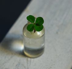 a small green plant in a glass vase