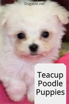 a small white dog sitting on top of a pink blanket next to a sign that says teacup poodle puppies