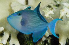 a blue fish is swimming in the water near some corals and sea sponges