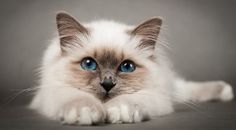 a white cat with blue eyes laying on the floor in front of a gray background