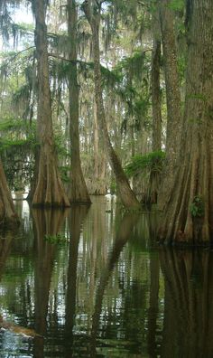 trees are reflected in the still water of a swampy area with moss growing on it