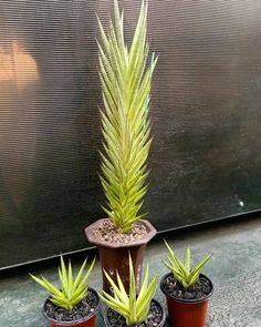 three small potted plants in front of a window