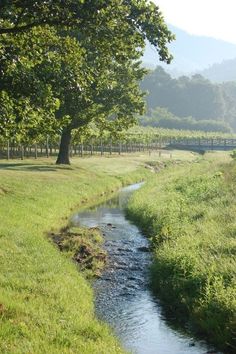 a small stream running through a lush green field next to a large tree and fence