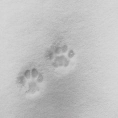 an animal's paw prints in the snow