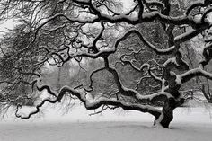 a black and white photo of a tree covered in snow with lots of branches hanging over it