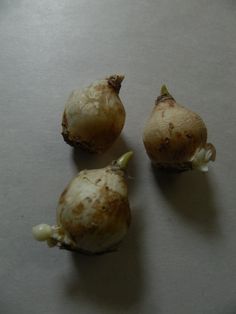 three pieces of garlic sitting on top of a table