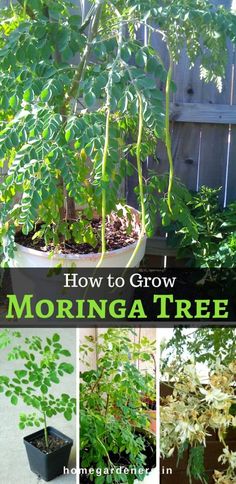 several different types of plants in pots with the words how to grow morniga tree