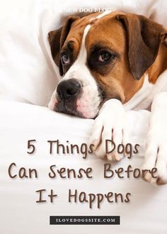 a brown and white dog laying on top of a bed with the words 5 things dogs can sense before it happens