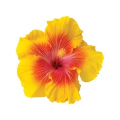 a yellow and red flower on a white background