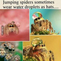 a spider with four different pictures of it's face and eyes, including the caption jumping spiders sometimes wear water droplets as hats