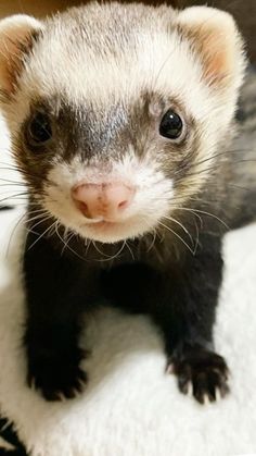 a small ferret sitting on top of a white blanket