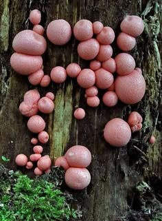 pink mushrooms growing on the bark of a tree