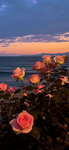 pink roses are blooming in front of the ocean at sunset, with blue sky and clouds