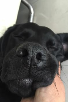 a black dog sleeping on top of someone's hand