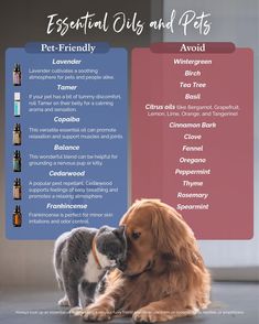 Animal Tips, Doterra Oils Recipes, Doterra Recipes, Holistic Pet Care, Diluting Essential Oils, Are Essential Oils Safe, Doterra Business, Essential Oil Diffuser Blends Recipes