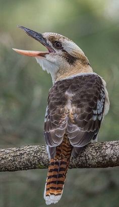 a bird sitting on top of a branch with its beak open and it's mouth wide open