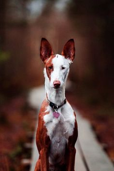 a brown and white dog sitting on top of a wooden bench