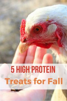 a person holding a chicken in their hand with the words 5 high protein treats for fall