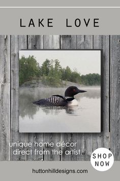 a black and white duck floating on top of water