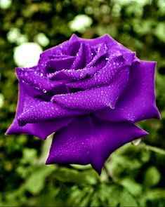 a purple rose with water droplets on it