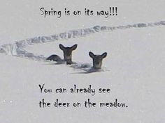 two deer in the snow with a quote about spring is on it's way