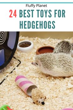 the best toys for hedgehogs to play with in their house and on the ground