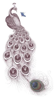 a drawing of a peacock with its feathers spread out