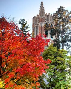 trees with orange and red leaves in front of a building