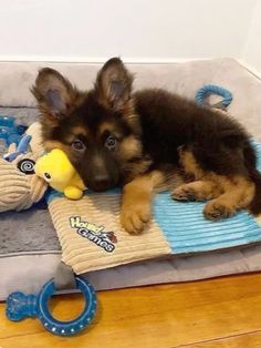 a puppy laying on top of a blanket next to a toy duck